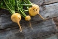 Above view of genuine sustainable yellow turnips with cracks
