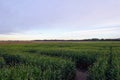 An above view of a green corn maze during dusk with the path visible looking down, in Spruce Grove, Edmonton, Alberta Royalty Free Stock Photo