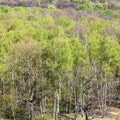 Above view of green woods trees in spring