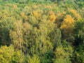 Above view of forest in the beginning of autumn Royalty Free Stock Photo