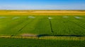 Aerial view on high pressure agricultural water sprinkler, sprayer, sending out jets of water to irrigate corn farm crops Royalty Free Stock Photo