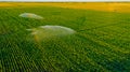 Aerial view on high pressure agricultural water sprinkler, sprayer, sending out jets of water to irrigate corn farm crops Royalty Free Stock Photo