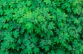 Above view at leaves of green maple tree Royalty Free Stock Photo