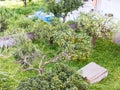 Above view of lemon tree in backyard, Sicily Royalty Free Stock Photo