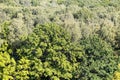 above view of oak tree in green dense forest