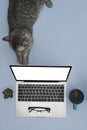 Playful cat lying on blue background near laptop computer.