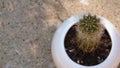 Small Cactus in a White Pot Royalty Free Stock Photo
