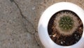 Small Cactus in a White Pot Royalty Free Stock Photo