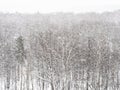 Above view of snow storm over forest in winter Royalty Free Stock Photo