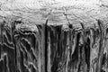 Above view of tree rings and side view of weathered wood pier, a background vintage grunge texture of faded paint, a detailed roug