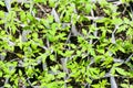 Above view of young sprouts of tomato plant Royalty Free Stock Photo