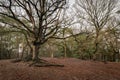 Aboveground roots of an oak tree in autumn