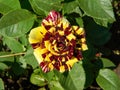 Abracadabra rose blooming in garden Royalty Free Stock Photo