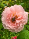 Abraham Darby Rose with bee Royalty Free Stock Photo