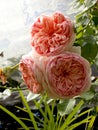 Abraham Darby rose