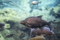 Abramis brama underwater, Bream swimming underwater Royalty Free Stock Photo