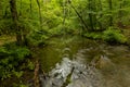 Abrams Creek near Cades Cove in the Great Smoky Mountains National Park Royalty Free Stock Photo