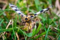 Abraxas grossulariata butterfly flying over grass Royalty Free Stock Photo
