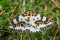 Abraxas grossulariata butterfly in the grass Royalty Free Stock Photo