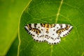 Abraxas grossulariata butterfly on a large leaf Royalty Free Stock Photo