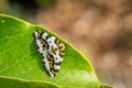 Abraxas grossulariata butterfly sitting on a leaf Royalty Free Stock Photo