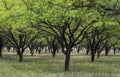 Abricot Orchard Trees Tadzjikistan