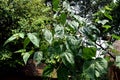 Abroma augusta Plant, Devil`s cotton botany. Medicinal plant. Ayurvedic herbs plant.