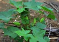 Abroma augustum tree with its fruit, which& x27;s name sometimes written Abroma augusta