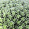 Abromeitiella chlorantha is low densely caespitose perennial cushion forming sub-succulent herb Royalty Free Stock Photo