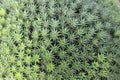 Abromeitiella chlorantha is low densely caespitose perennial cushion forming sub-succulent herb Royalty Free Stock Photo
