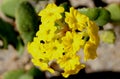 Abronia latifolia, yellow sand-verbena Royalty Free Stock Photo