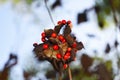 Abrus Precatorius Seeds Background