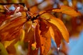 Abruzzo Deep Orange Fall Foliage