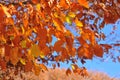 Abruzzo Fall Foliage