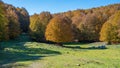 Foliage in autumn season at Forca d`Acero, in the Abruzzo and Molise National Park. Italy. Royalty Free Stock Photo