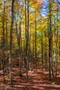 Foliage in autumn season at Forca d`Acero, in the Abruzzo and Molise National Park. Italy. Royalty Free Stock Photo