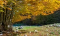 Foliage in autumn season at Forca d`Acero, in the Abruzzo and Molise National Park. Italy. Royalty Free Stock Photo