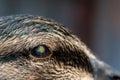 Abscess in eyeball of duck. Macro of eye infection.