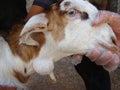 Abscess in the neck of a goat, pus, swelling, infection. animal diseases.