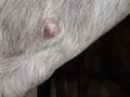 Abscess in the neck of a goat, pus, swelling, inflammation. Bacterial disease.