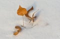 Abscised leaves on the fresh snow Royalty Free Stock Photo