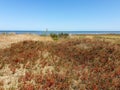 Absheron National Park created to preserve gazelles, Caspian seals and waterfowl living in this territory