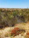 Absheron National Park created to preserve gazelles, Caspian seals and waterfowl living in this territory