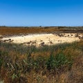 Absheron National Park created to preserve gazelles, Caspian seals and waterfowl living in this territory