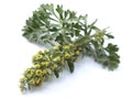 Absinthium (Artemisia absinthium)nnis)