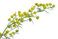 Absinthium Artemisia absinthium Royalty Free Stock Photo