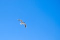 Seagull soaring in a sky