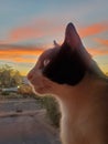 Absolutely Adorable Black-and-white Cat Pno White Cat Profile Sunset Window Portrait