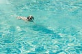 Absolutely adorable dalmatian puppy swimming in a pool