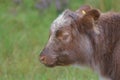 Absolutely Adorable Highland Calf in Scotland Royalty Free Stock Photo